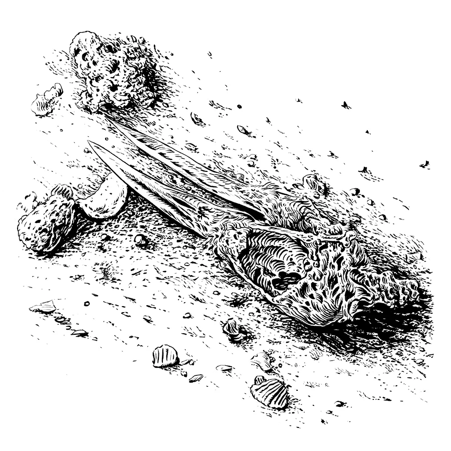 Seagull Skull in the Sand
