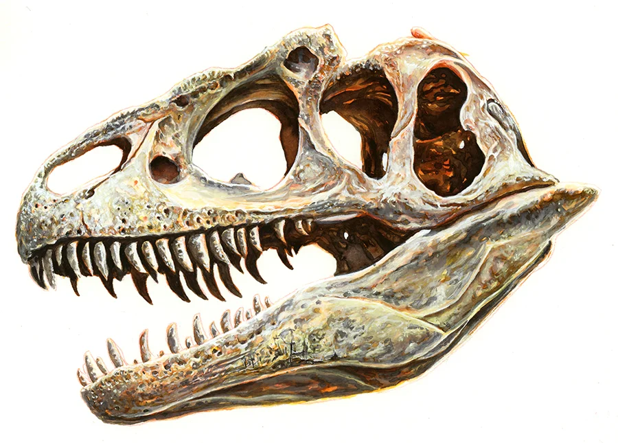 Allosaurus Skull