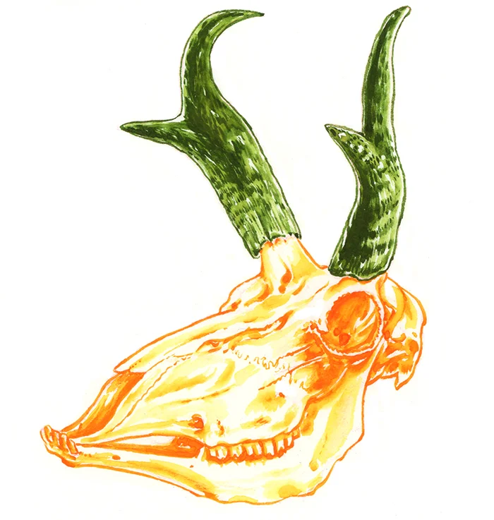 Pronghorn Skull