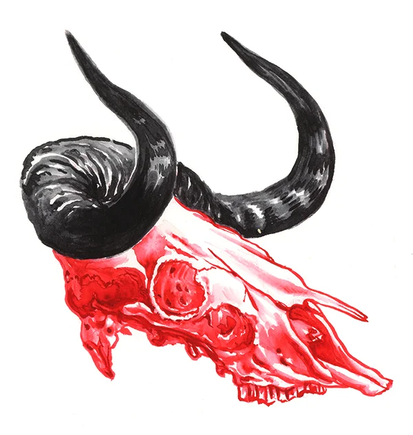 Wildebeest Skull