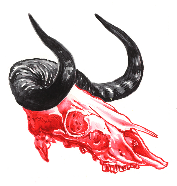 Wildebeest Skull