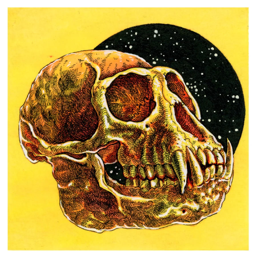 Colobus Skull
