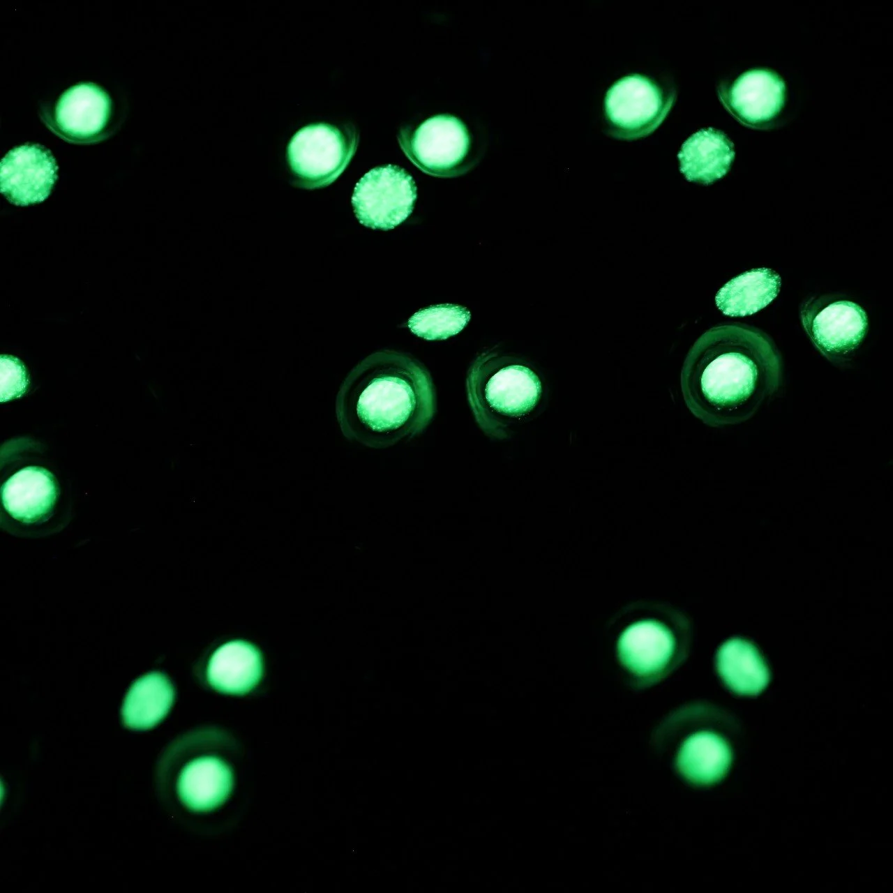 20240617095929_IMG_7848 (1)~2.JPG