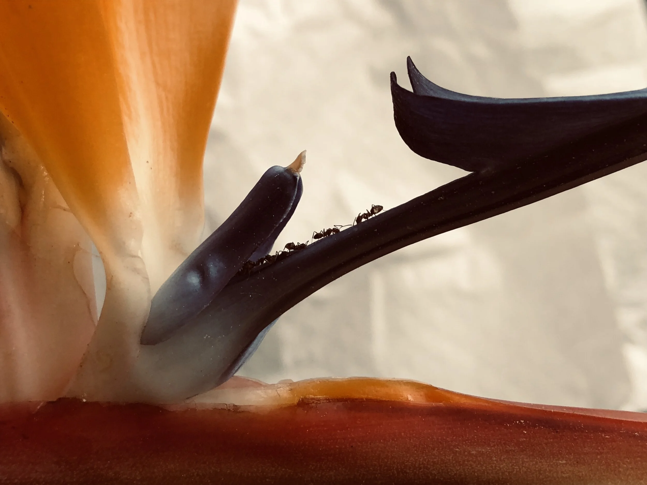 Bird of Paradise (Photo by Diana Cotovan)