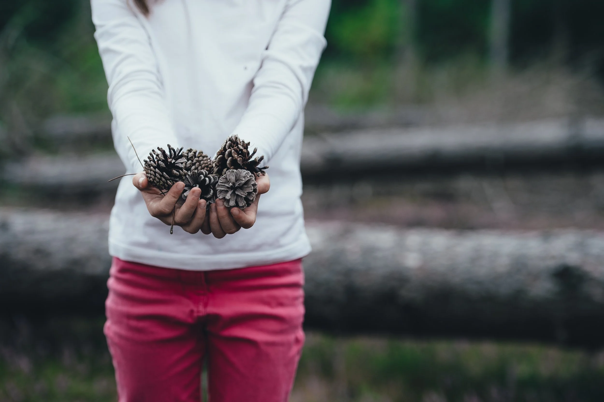 pinecones.jpg