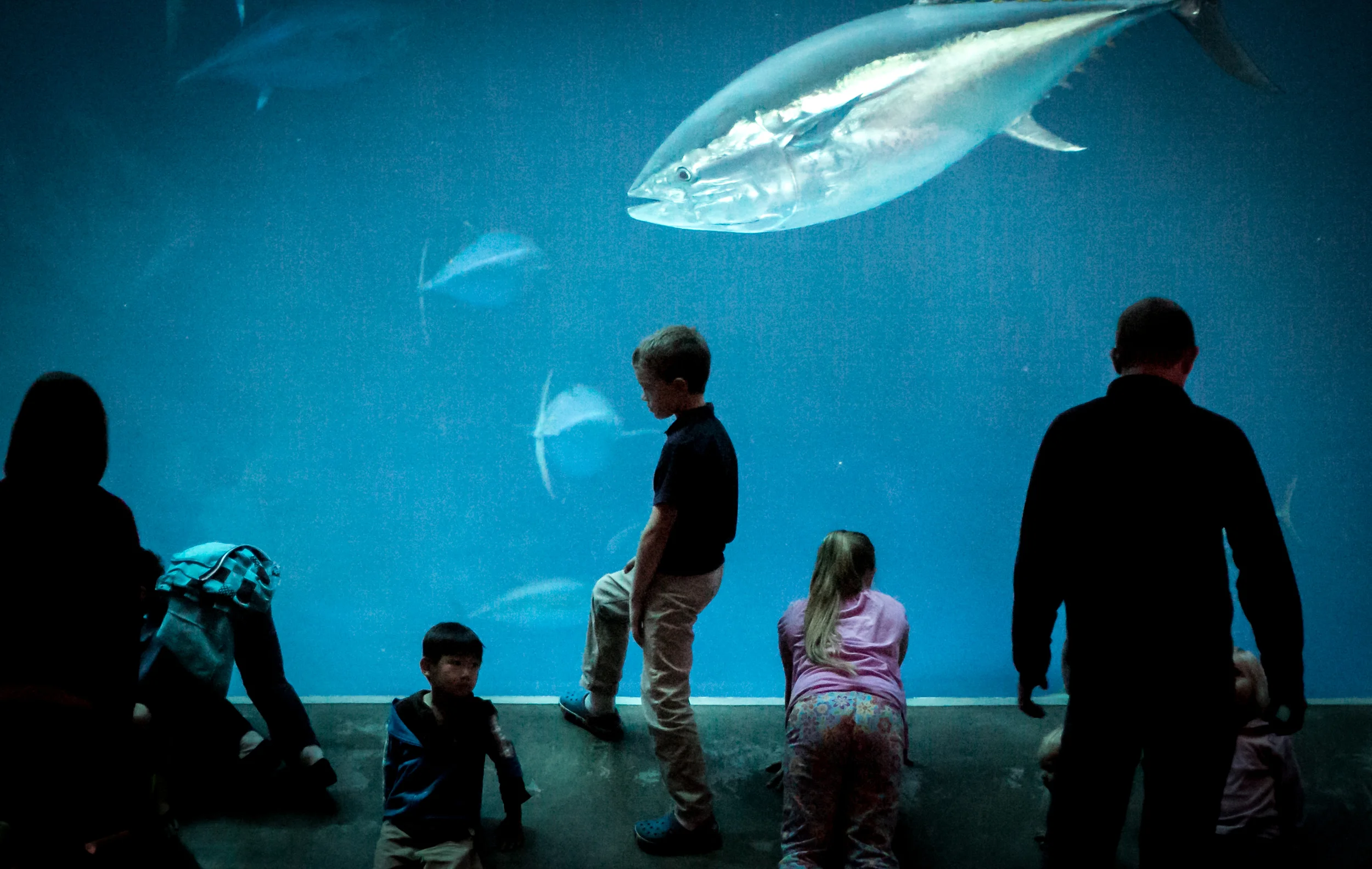 Monterey Bay Aquarium, Monterey Bay. California.