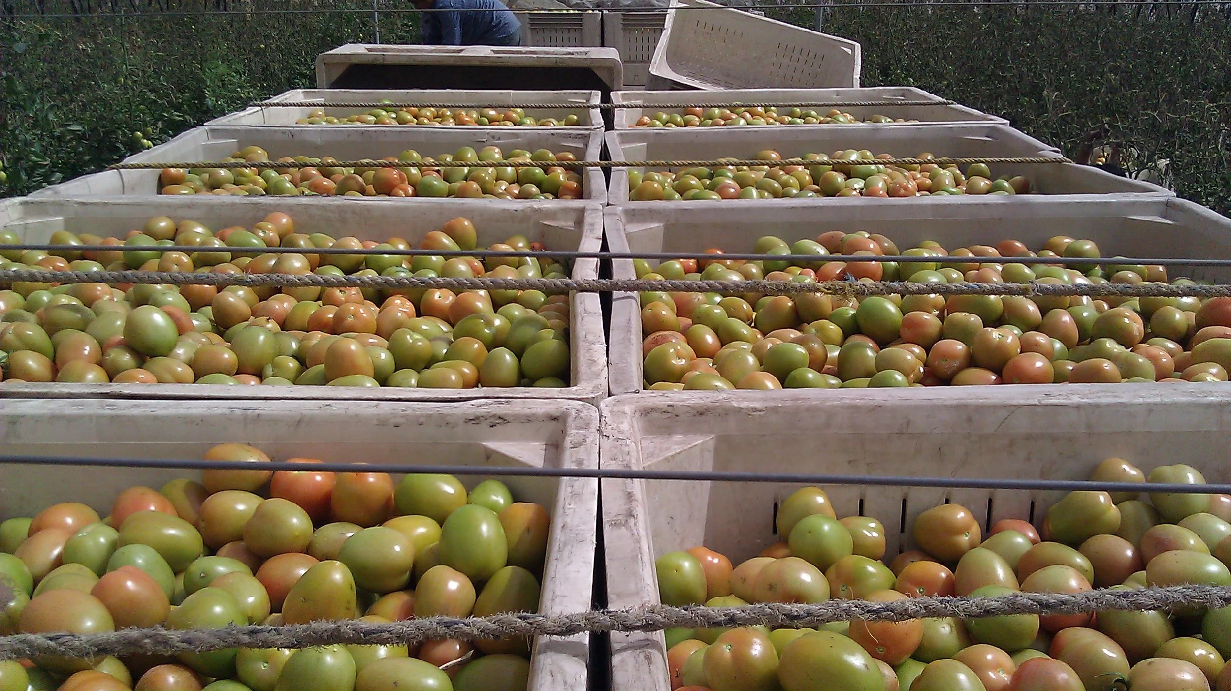 tomatoes.jpg