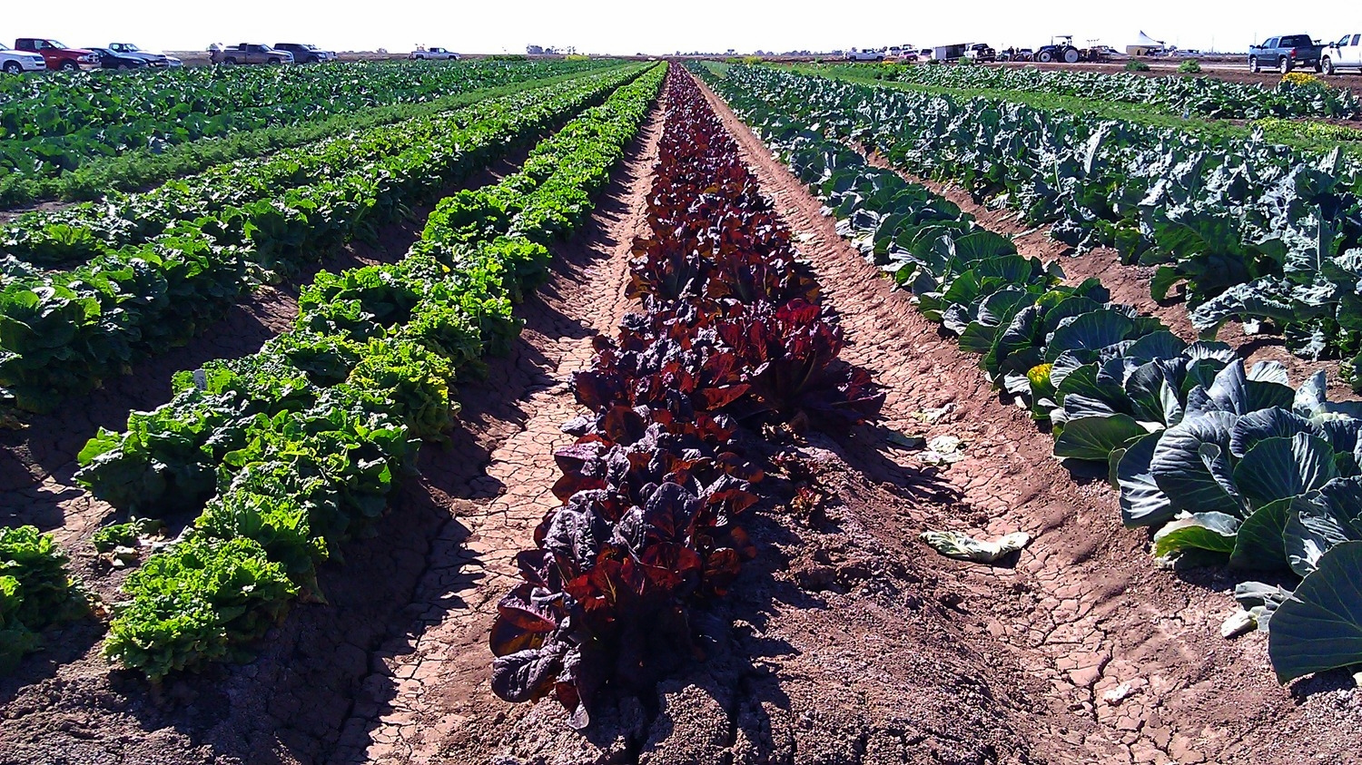 crops.jpg