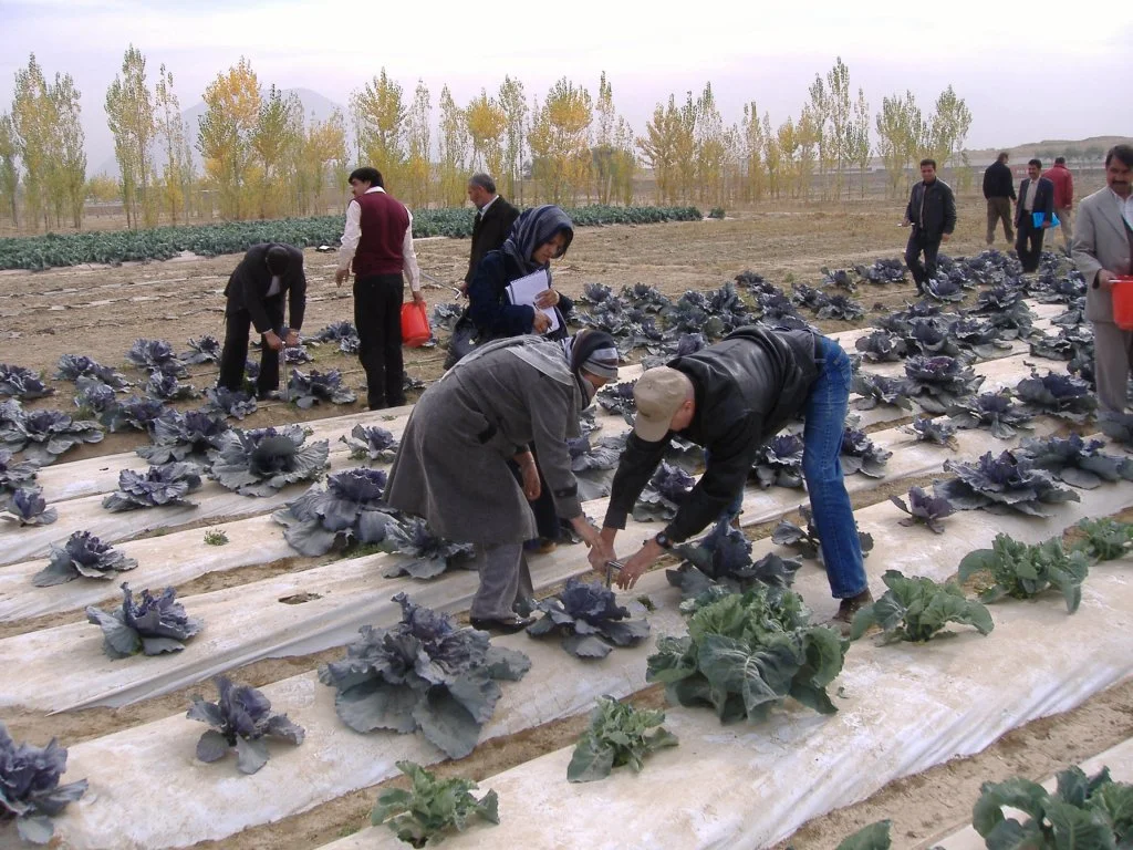 lattuga_afghanistan.jpg