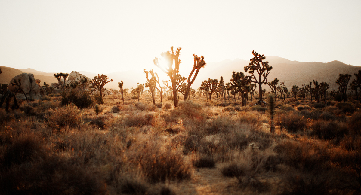 joshua-tree-california-desert-palm-springs-photographer-engagement-session-photos-liz-anne-photography