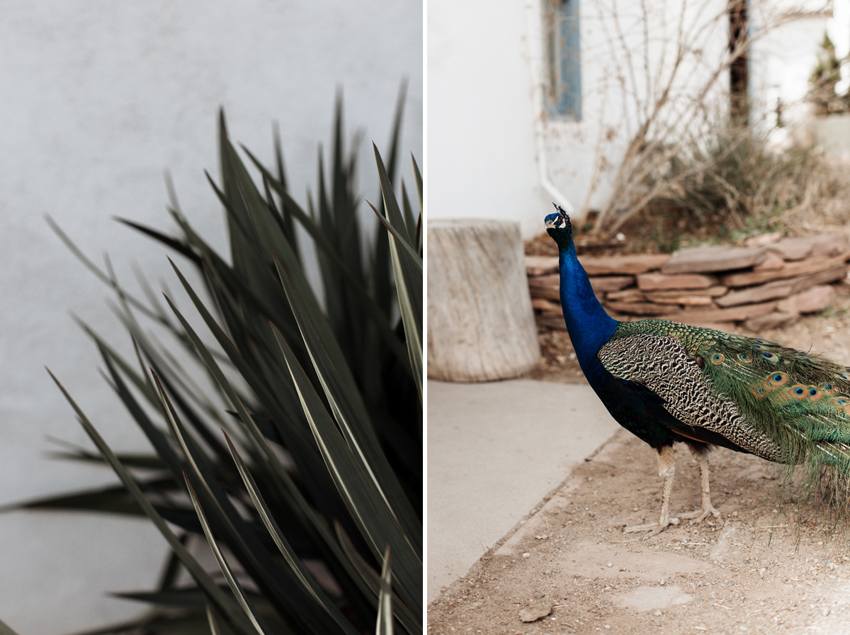 los-poblanos-wedding-albuquerque-new-mexico-elopement-elizabeth-wells-photography-photographer-winter-floral