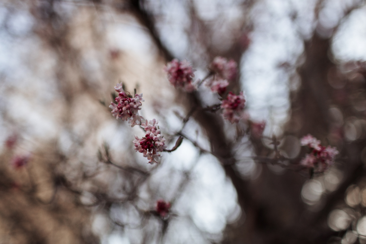 los-poblanos-wedding-albuquerque-new-mexico-elopement-elizabeth-wells-photography-photographer-winter-floral