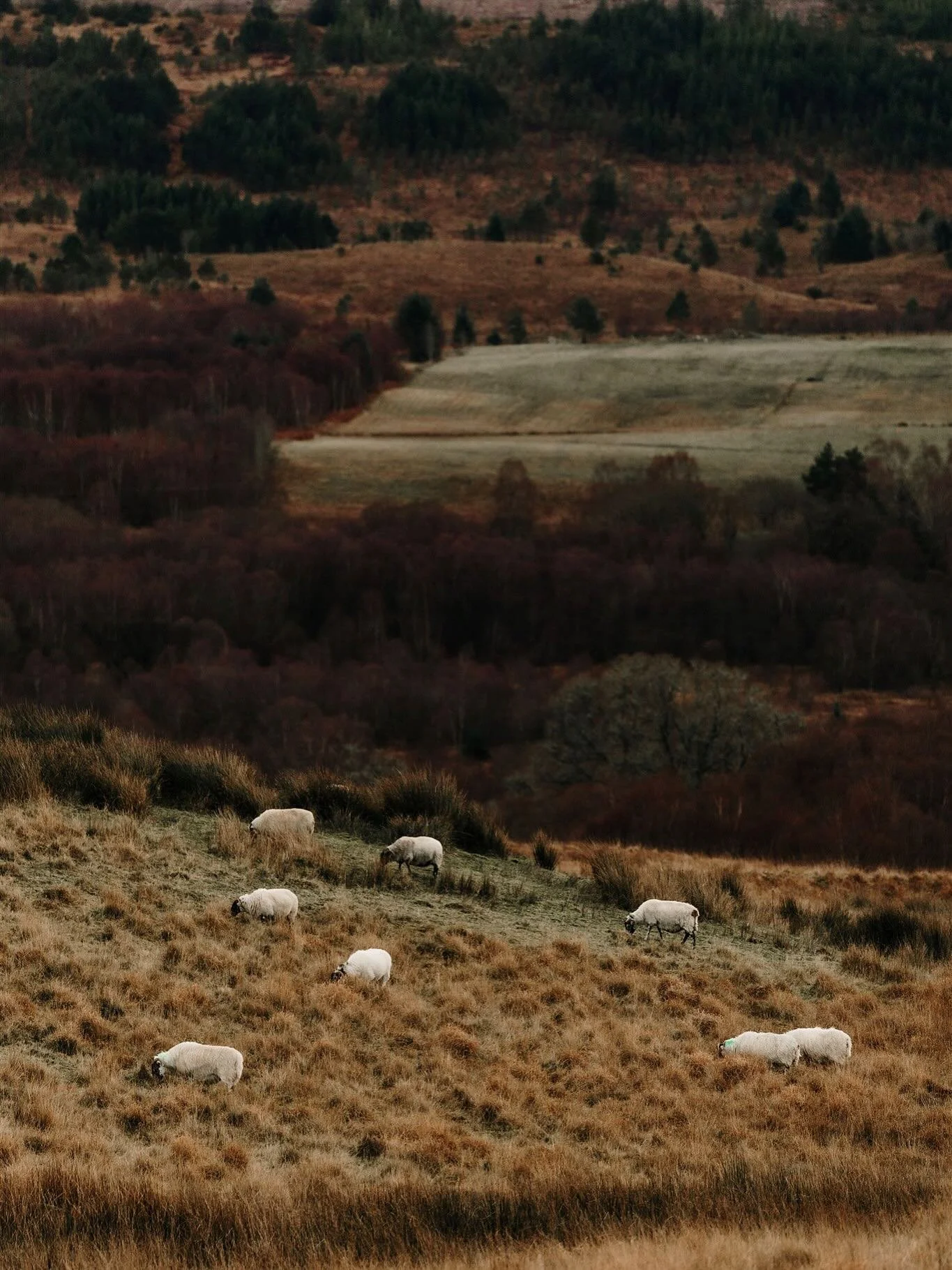 Postcards from Scotland 🏴󠁧󠁢󠁳󠁣󠁴󠁿 The last set of photos from a solo trip I took back in November + a collaboration with @blackboxcabinskye. Thankful for my time spent in this beautiful country. Can&rsquo;t wait to be back.