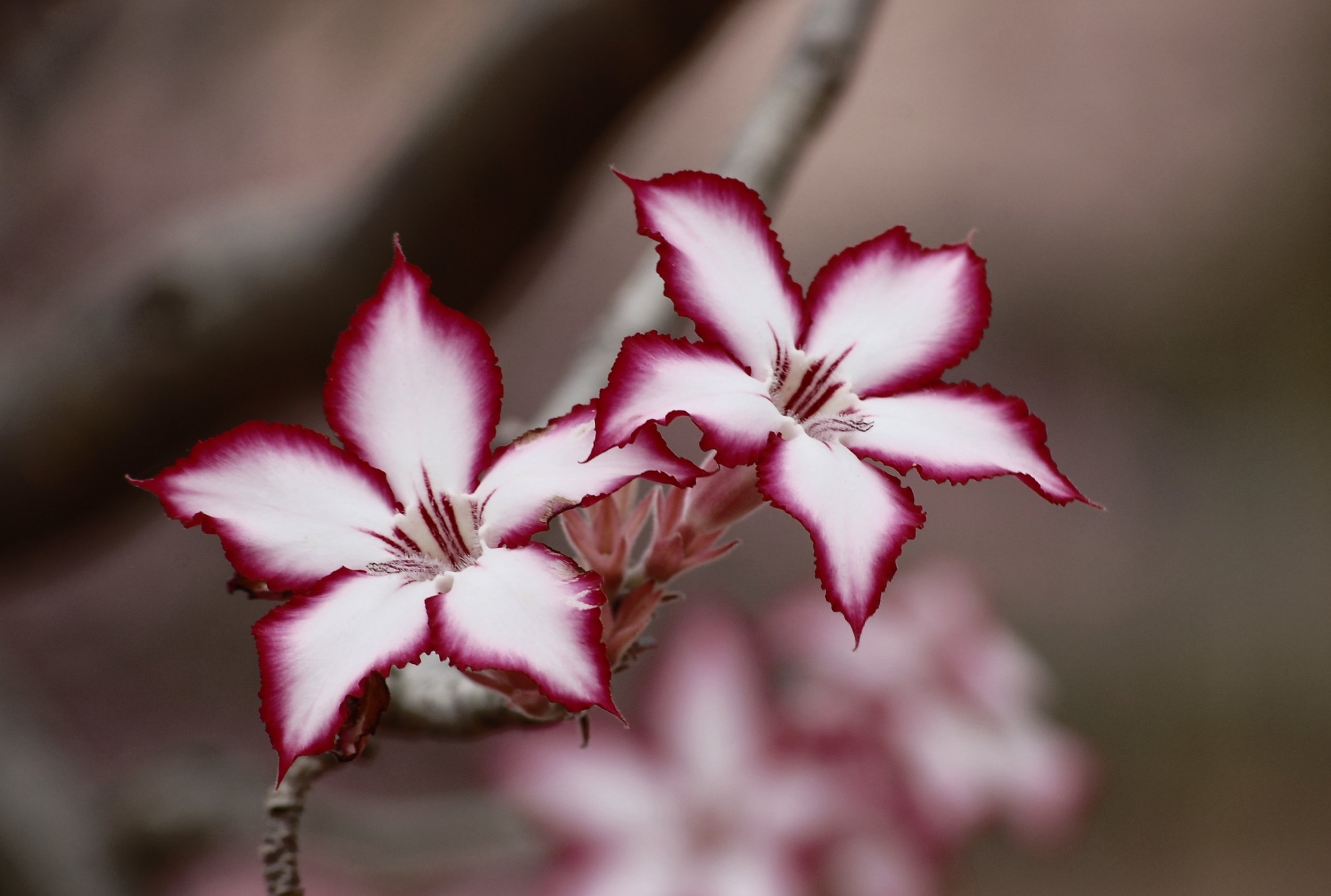 flower-impala-lily-floral-plant-65653.jpeg