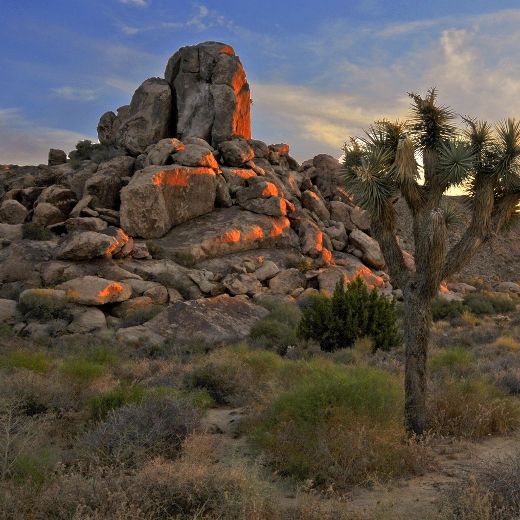joshua-tree-sunset-cr-getty.jpg