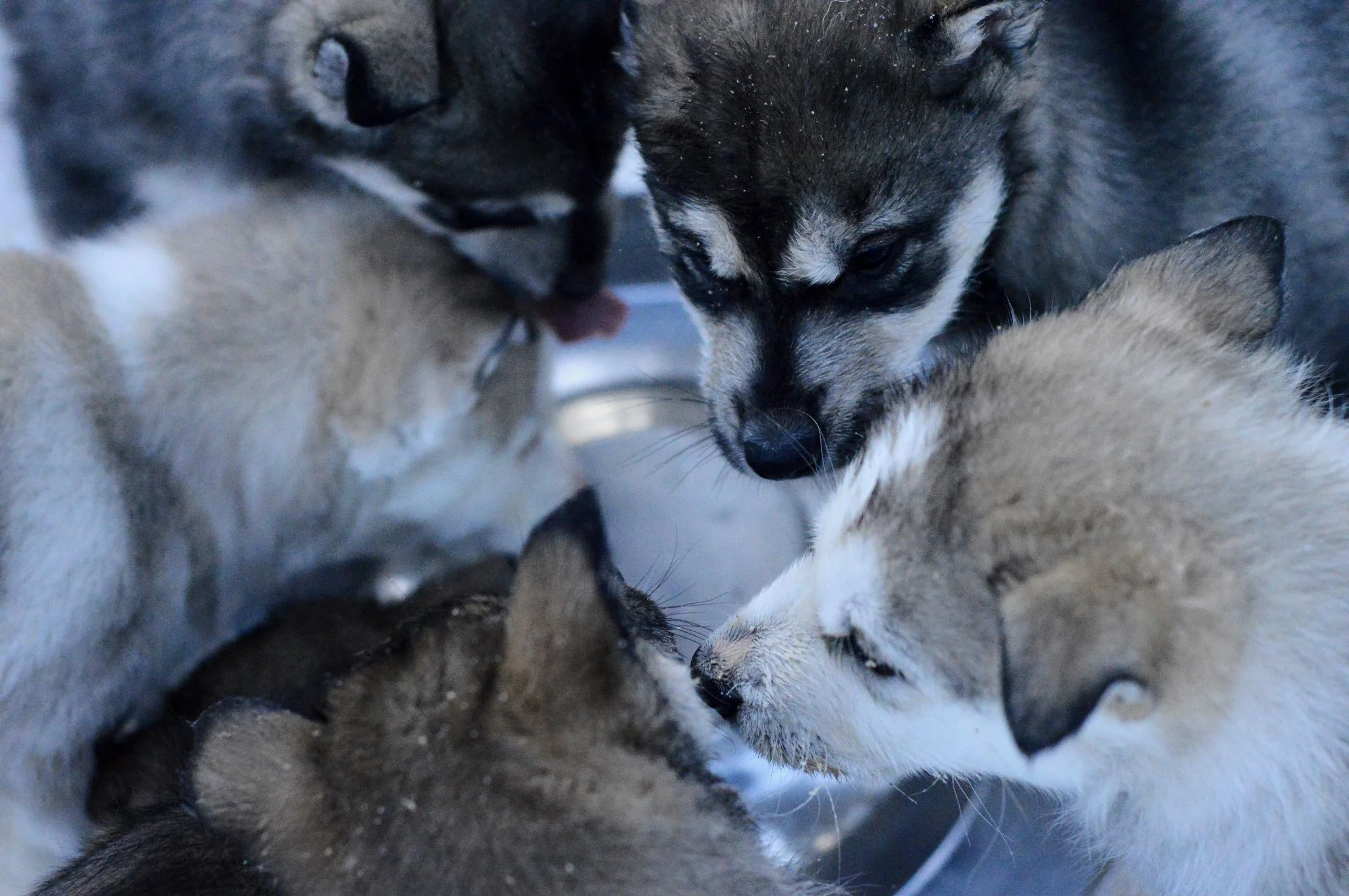 Introducing house training routine primary