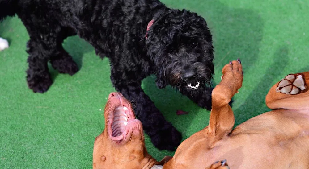 The Oodle-noodle-poo Conundrum