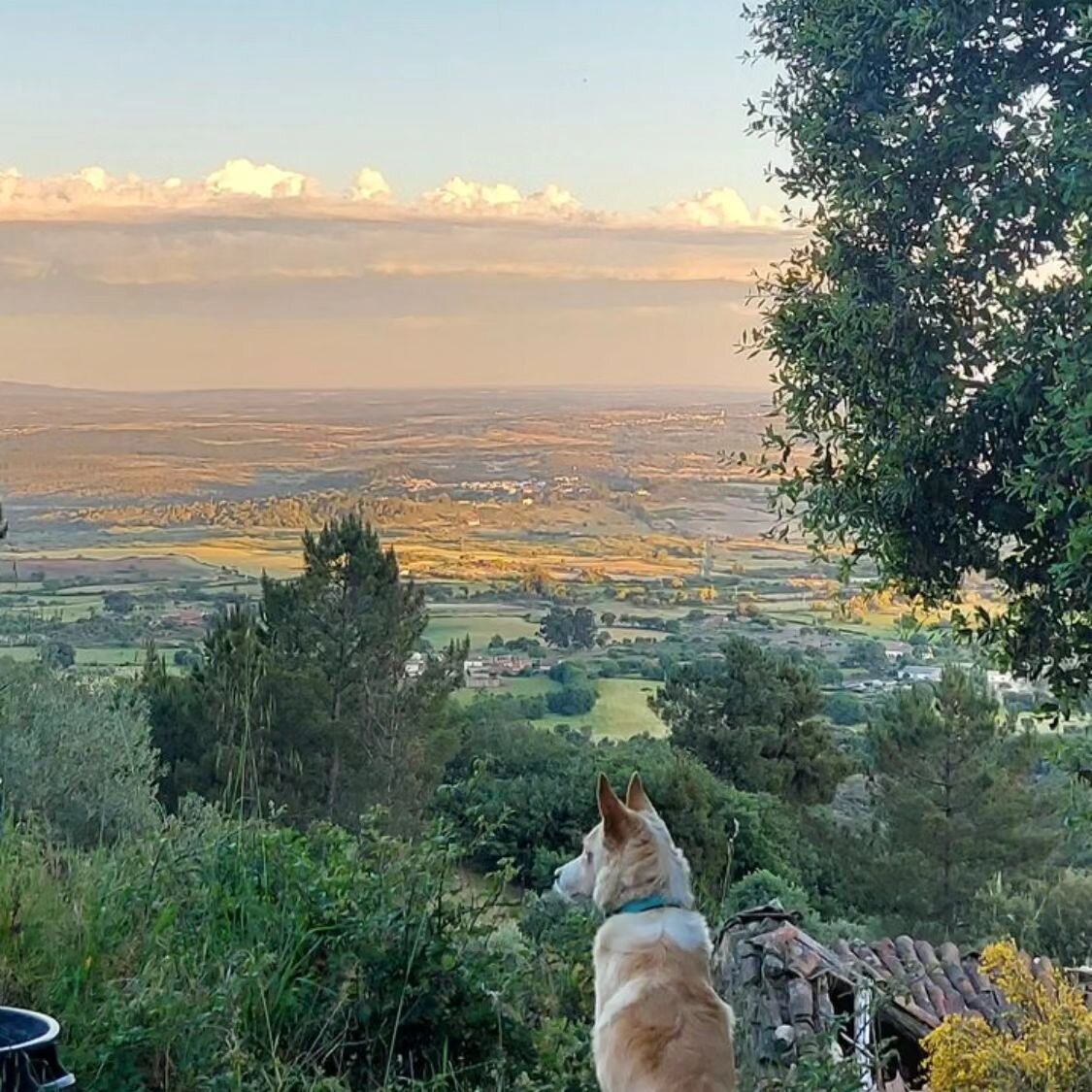 One of the students from my dog course has set up this great fund raiser to help support the dogs in Portugal.
Please share and donate a little if you can. It's so appreciated 💖🐾
Link in bio.