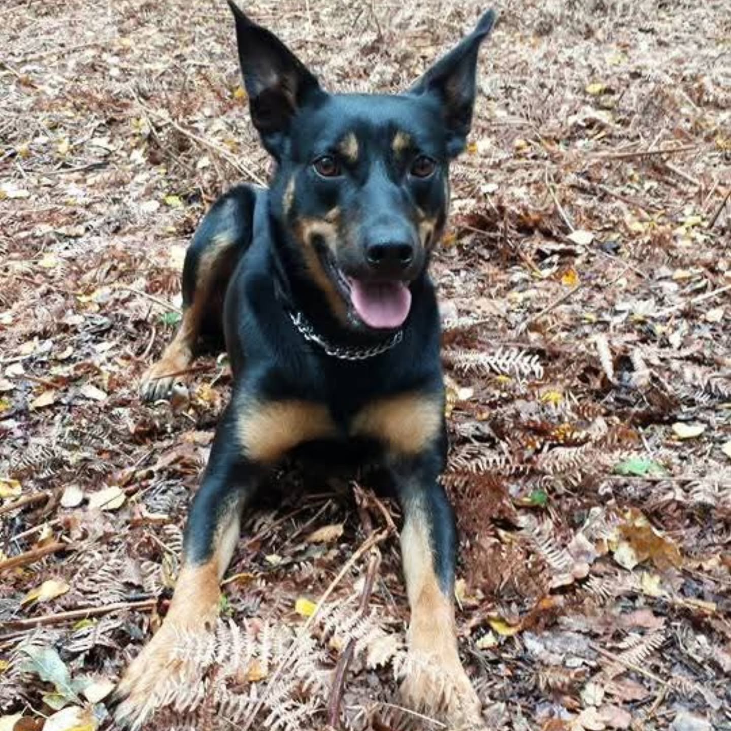 All working dog breeds have to work. 🧰🔧

Every single manmade dog breed that was bred for a purpose*MUST* have that genetic instinct satisfied in one way or another or behaviour problems and relationship imbalances *WILL* occur as the dog strives t