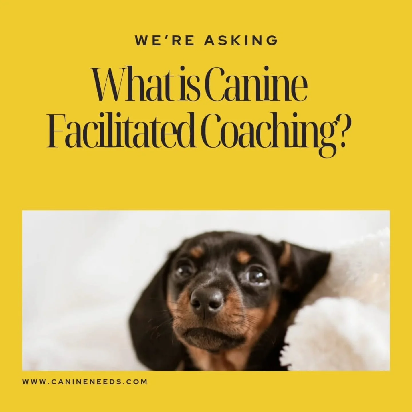 🐾 Canine-Facilitated Coaching isn&rsquo;t about dog training.
It&rsquo;s about you.

✨ Using the human&ndash;animal bond as a mirror, this approach opens the door to:
🌱 Self-discovery
💫 Emotional healing
🌟 Real, lasting change

Whether your dog i