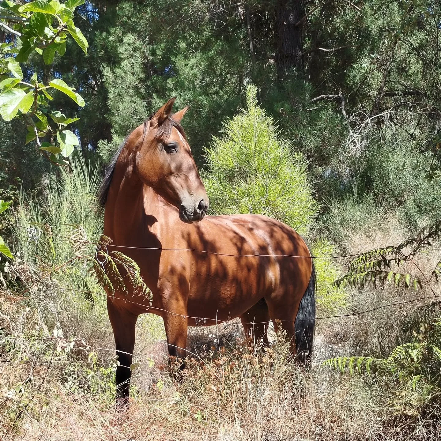 Who else is getting ready for the Year of the Horse? (Which officially arrives mid February)

Some of my first memories are of being absolutely fascinated by horses.

My aunt used to let me ride her Shetland pony at @lewtrenchardmanor when I was very