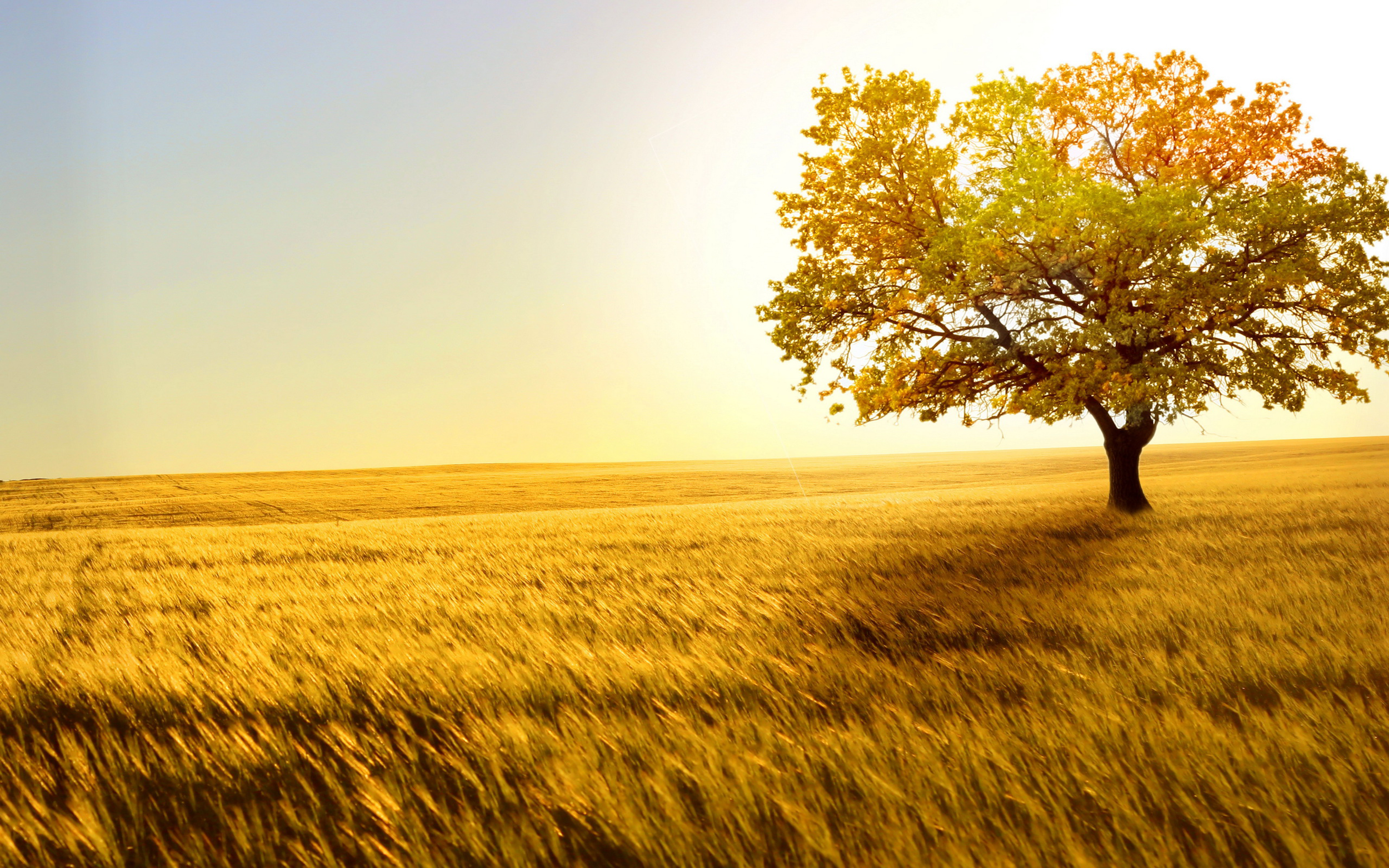 nature-tree.png