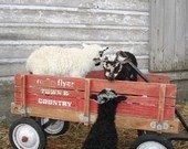 Pampered sheep producing quality fiber