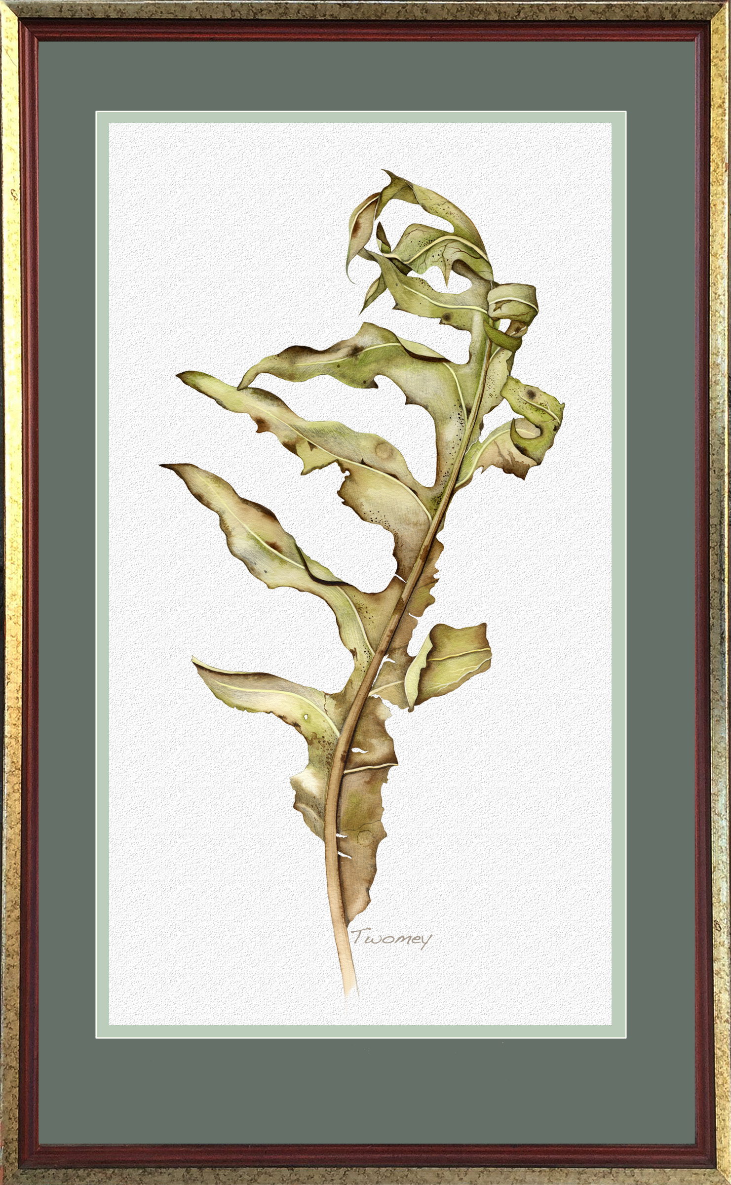 On offer, this large watercolor of the compass plant in fall is beautifully and professionally framed and ready to hang. I found the specimen on a walk in the fall right at the northern edge of Illinois, on a prairie. The leaves were so dried and stiff in the fall, yet so lyrical that I had to paint them. It took me days but it was worth it. The painting is 29" X 30" framed. The painting is in a burnt red and antique gold frame. The double mats are lovely fall sage colors. The watercolor paper is archival and under glass. The painting is signed. Additional background about the compass plant: The common name compass plant was inspired by the "compass orientation"of its leaves. The large leaves are held vertically with the tips pointing north or south and the upper and lower surfaces of the blades facing east or west. A newly emerging leaf grows in a random direction, but within two or three weeks it twists on its petiole clockwise or counterclockwise into a vertical position. Studies indicate that the sun's position in the early morning hours influences the twisting orientation. This orientation reduces the amount of solar radiation hitting the leaf surface. Vertical leaves facing east-west have higher water use efficiency than horizontal or north-south-facing blades. Early settlers on the great plains could make their way in the dark by feeling the leaves.