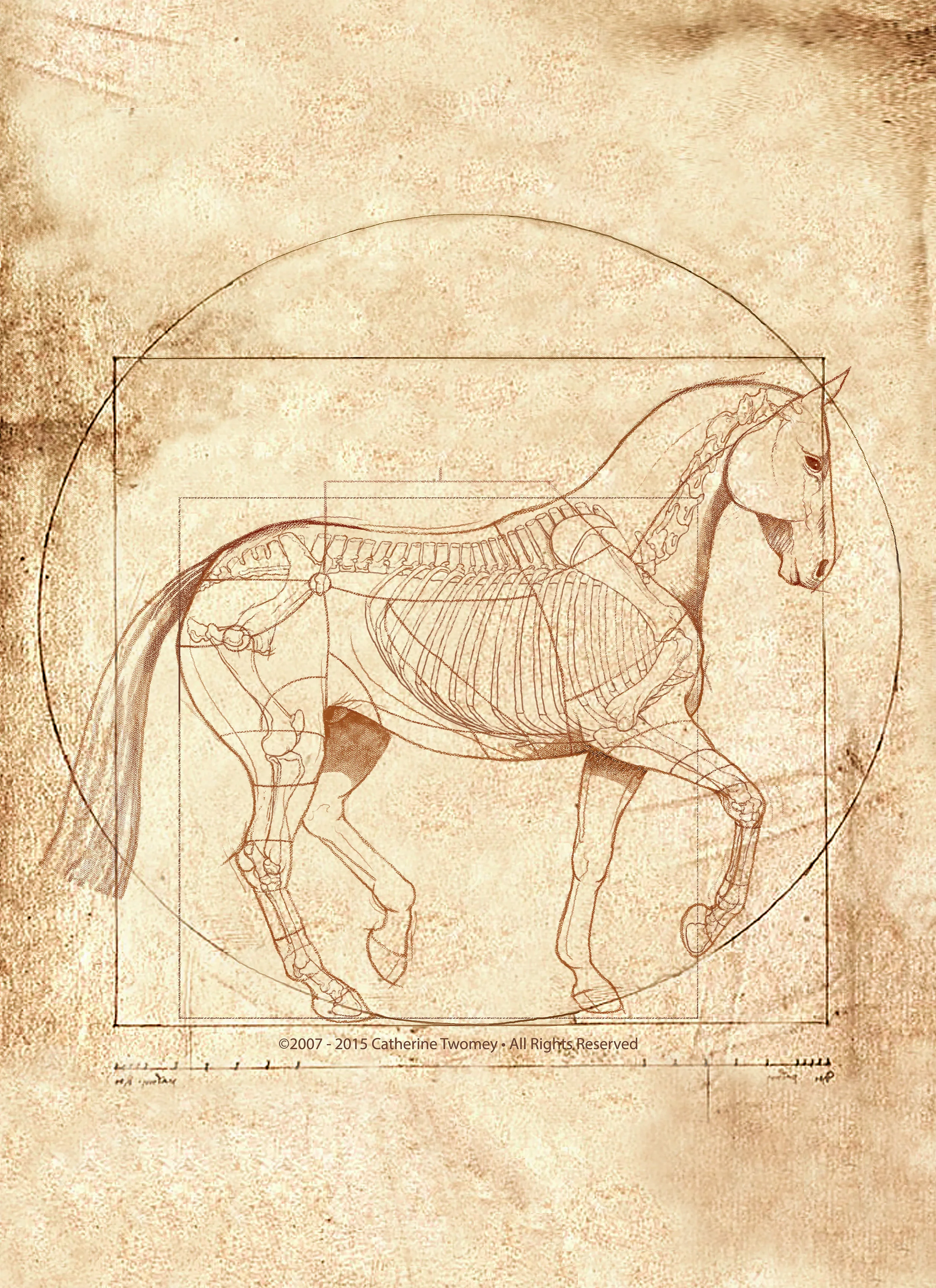 "The Horse's Gaits Revealed: DaVinci Piaffe"