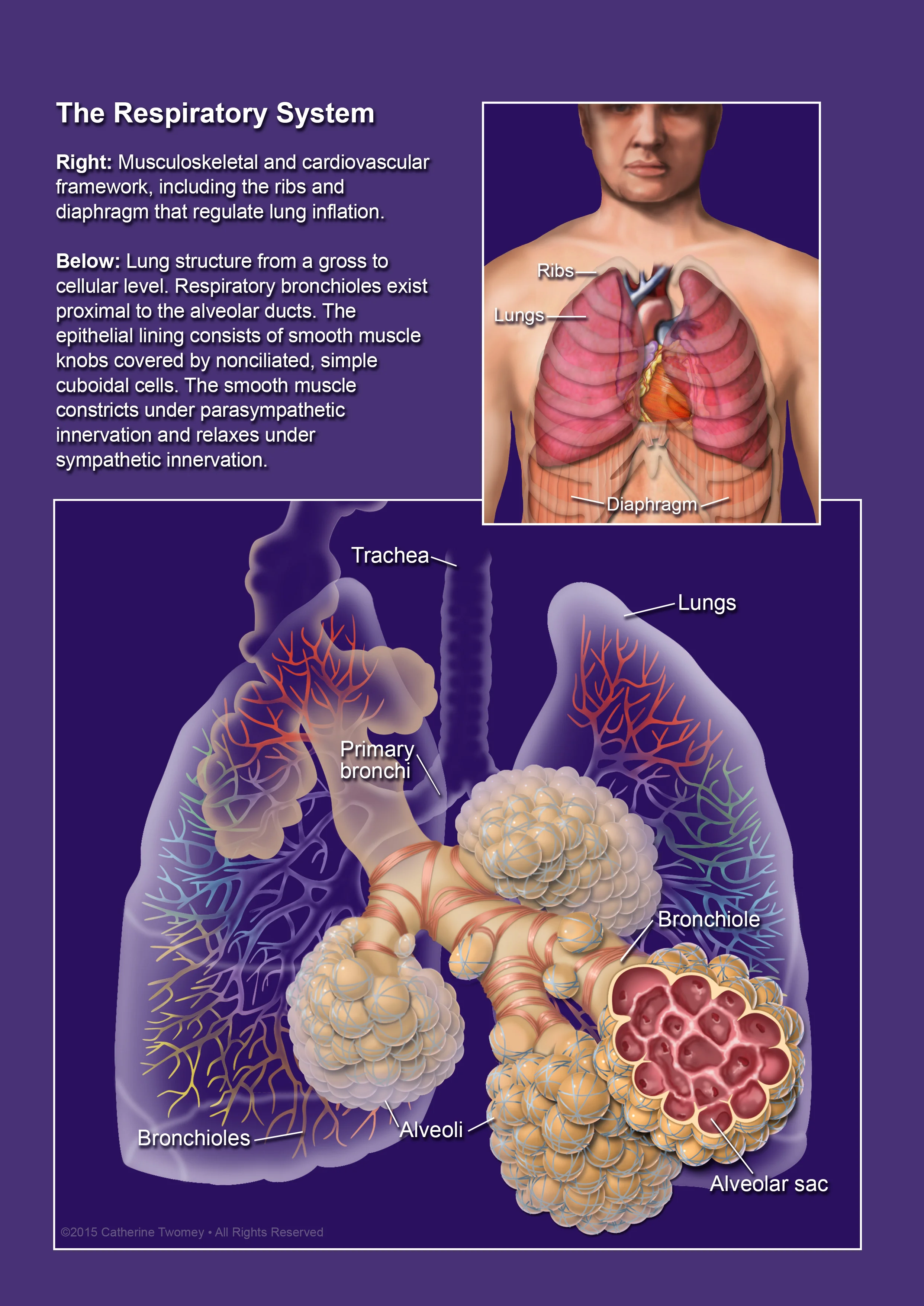 "The Respiratory System"