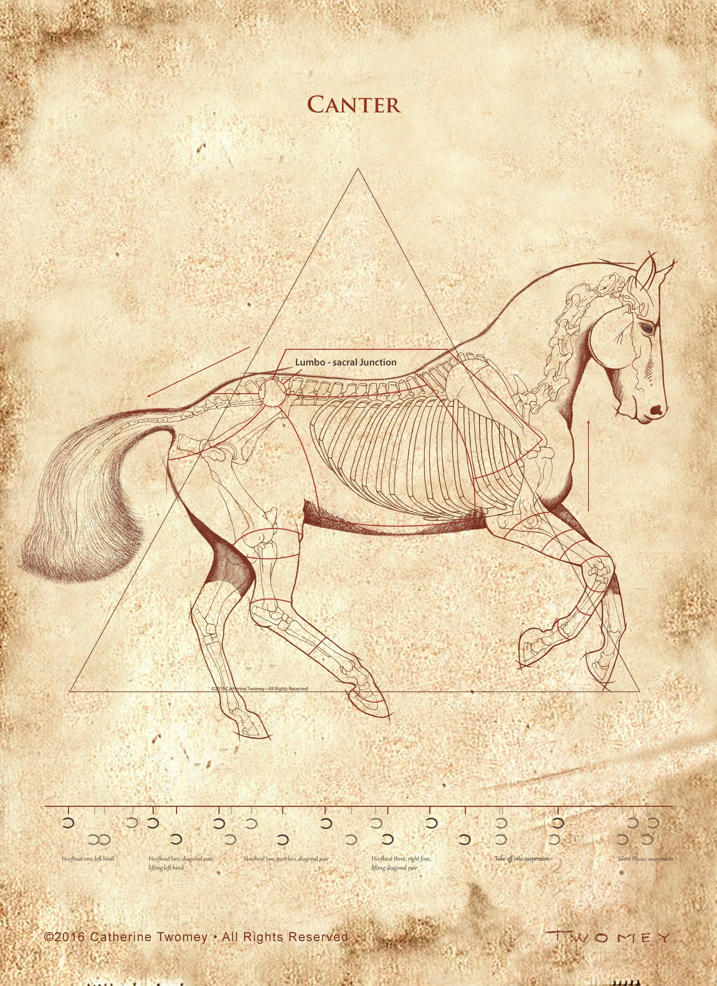 Da Vinci Horse: The Canter Revealed