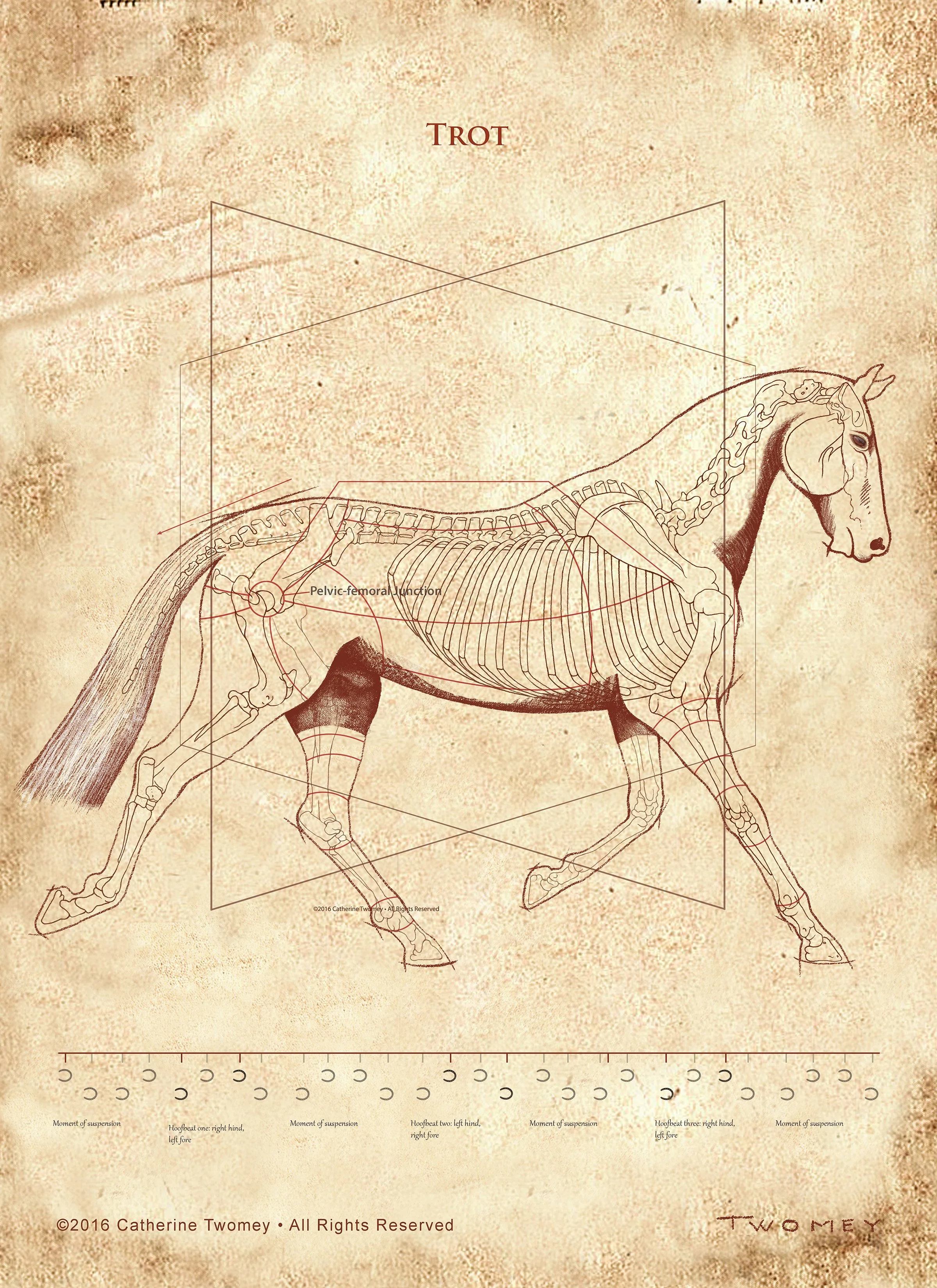 Da Vinci Horse: The Trot Revealed
