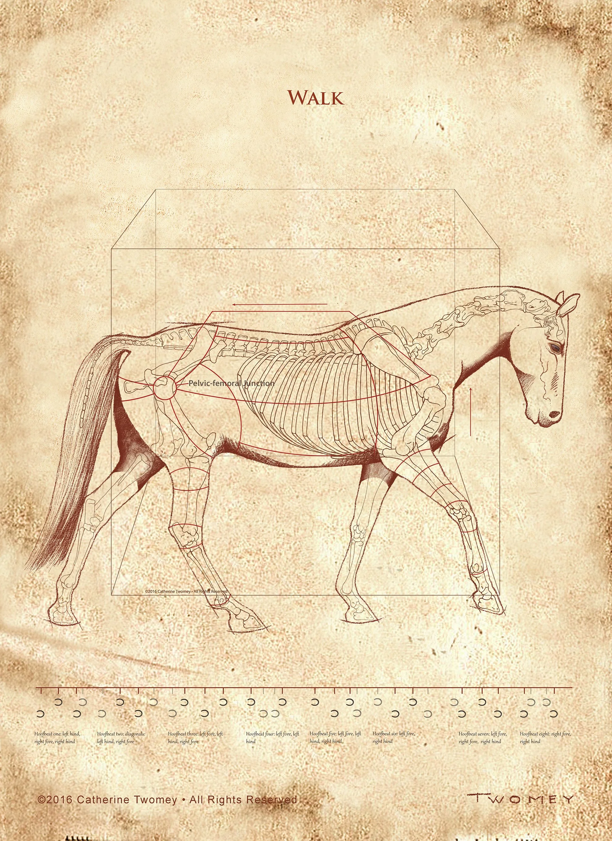 Da Vinci Horse: The Walk Revealed