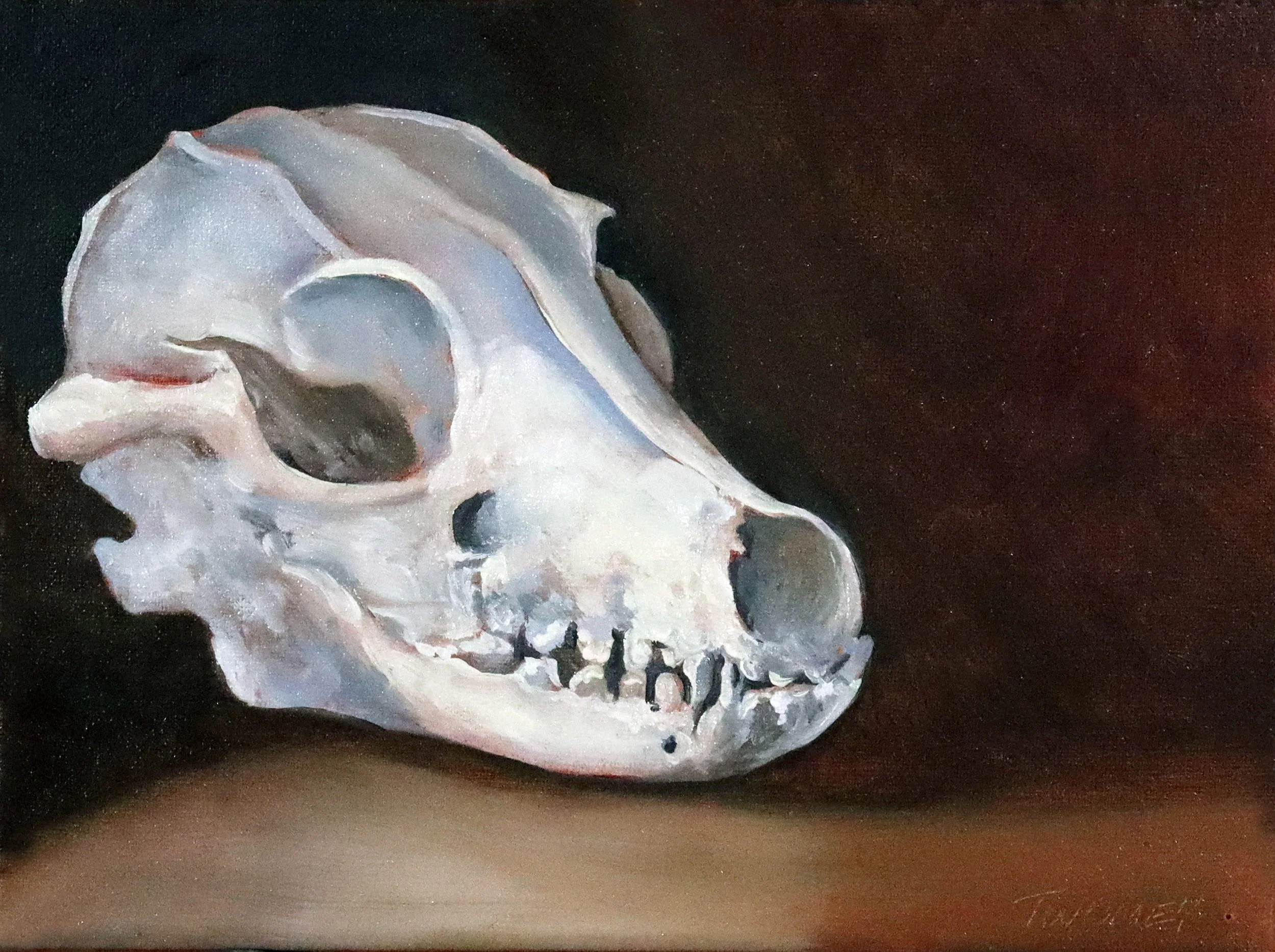greyfoxskullshadowed72.jpg