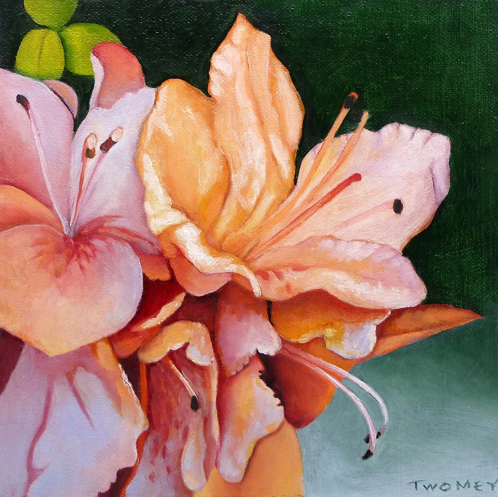 azeleaslatespring72AMIDONATION.jpg