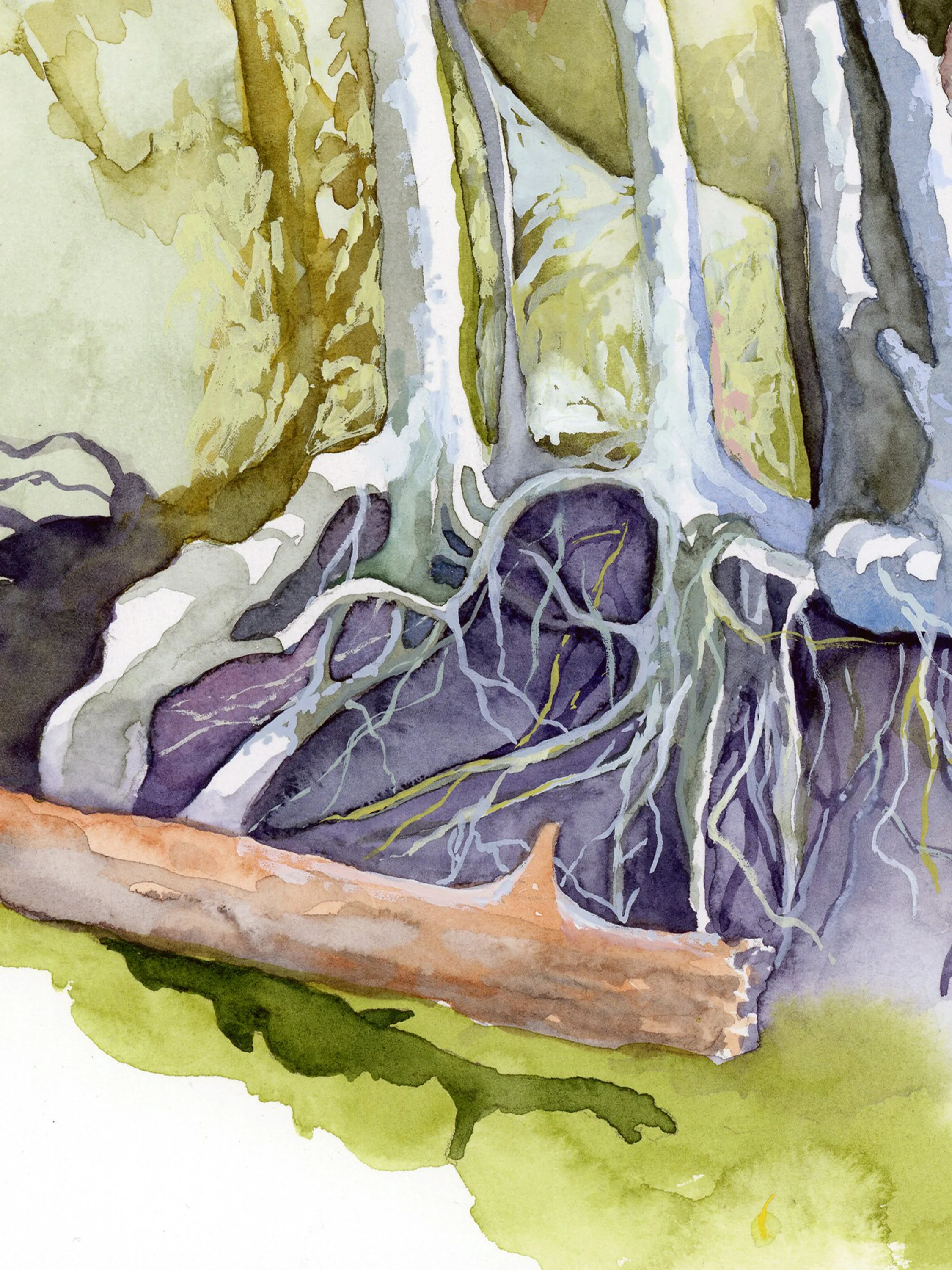 roots,rocks,treesatzoom2.jpg
