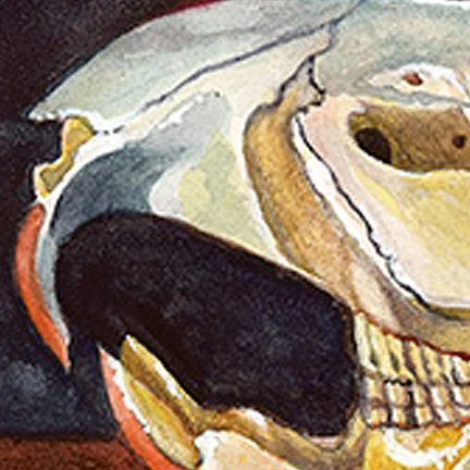 beaverskullaquazoom1.jpg