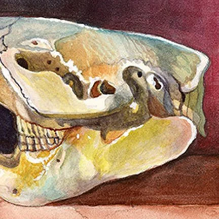 beaverskullaquazoom2.jpg