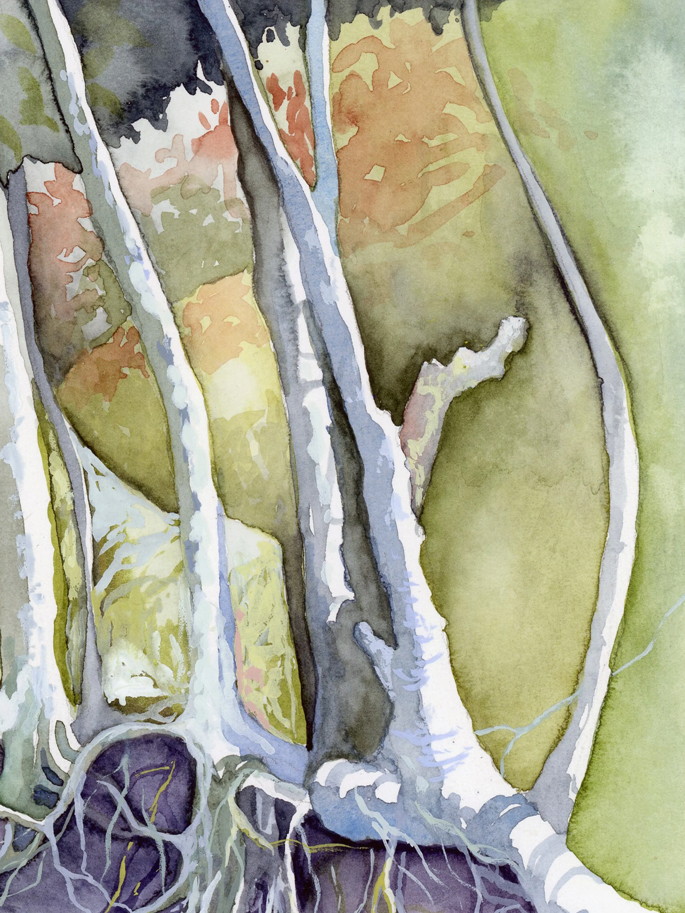 roots,rocks,treesatzoom4.jpg