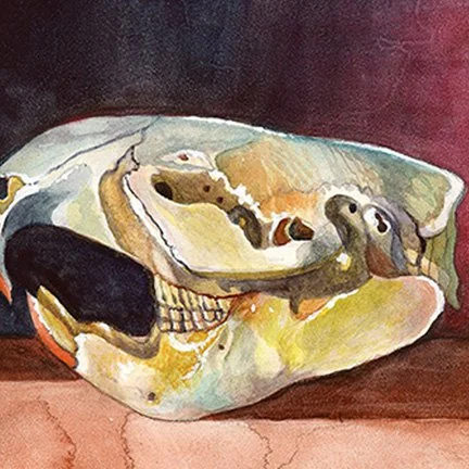 beaverskullaquazoom4.jpg