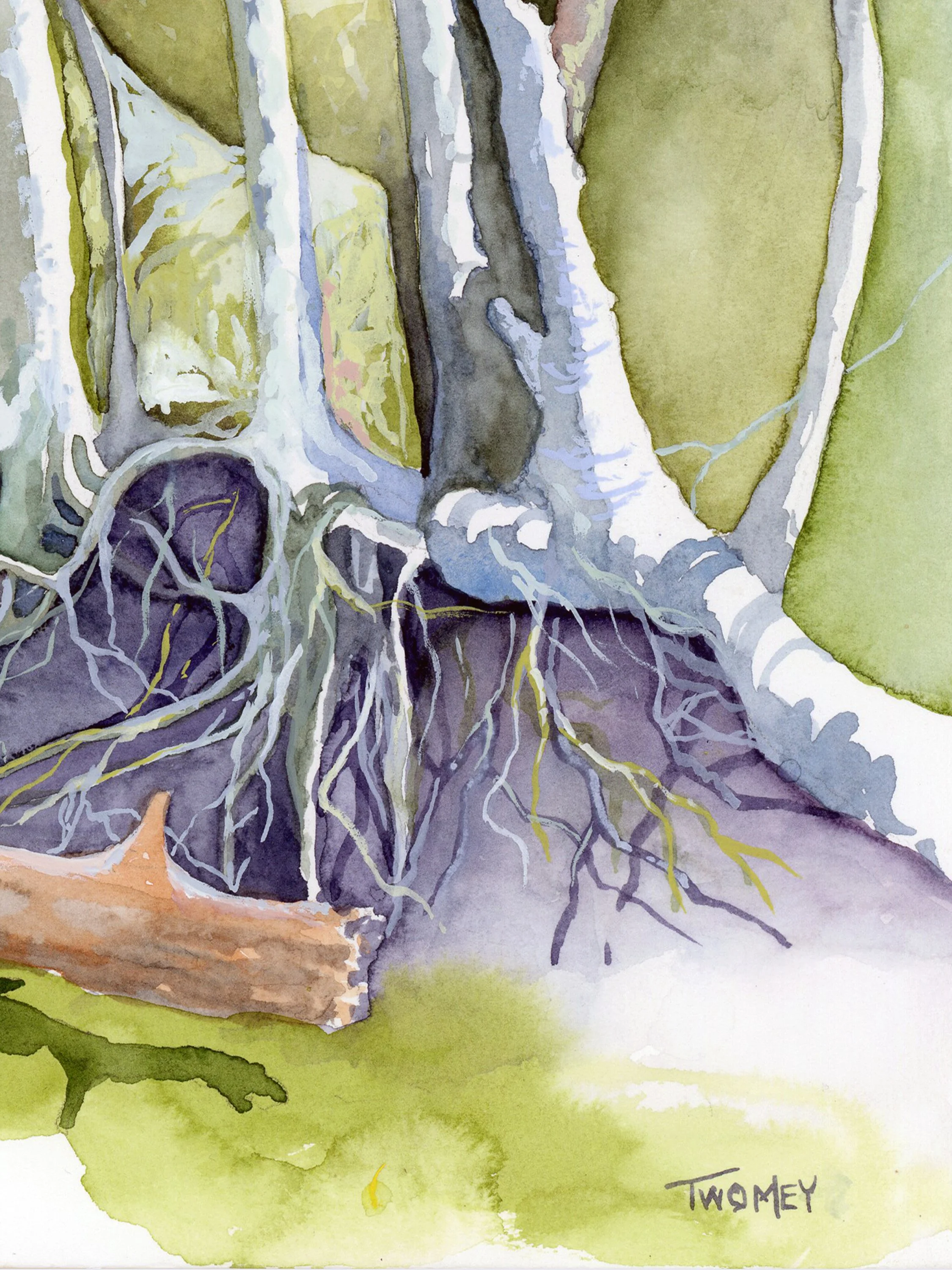 roots,rocks,treesatzoom1.jpg