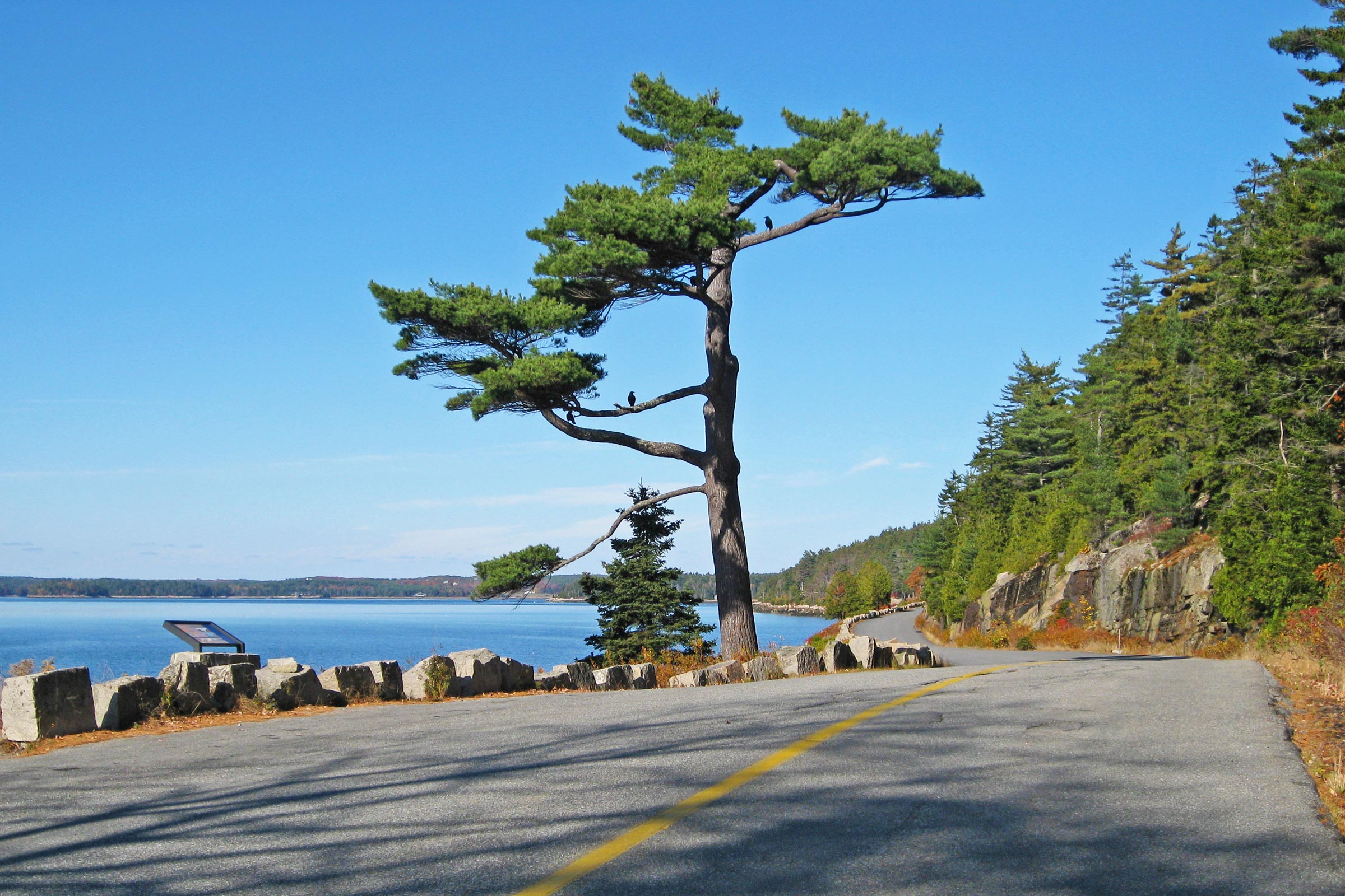 The MDI Marathon Tree - photo by Mary Ropp