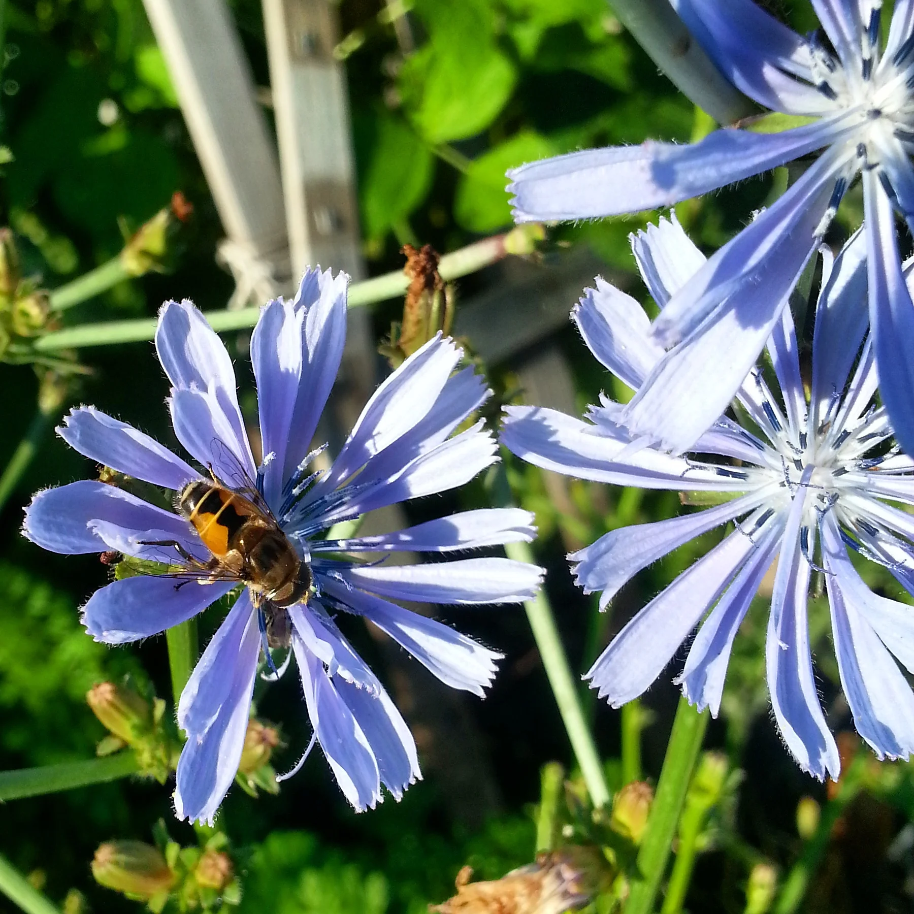 A happy bee enjoying a radicchio flower.