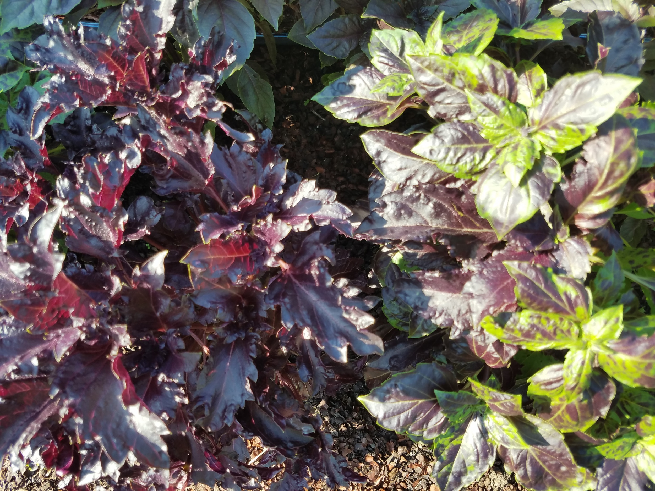 Red Ruffles and Tie-Dye Dolce Vita Basil