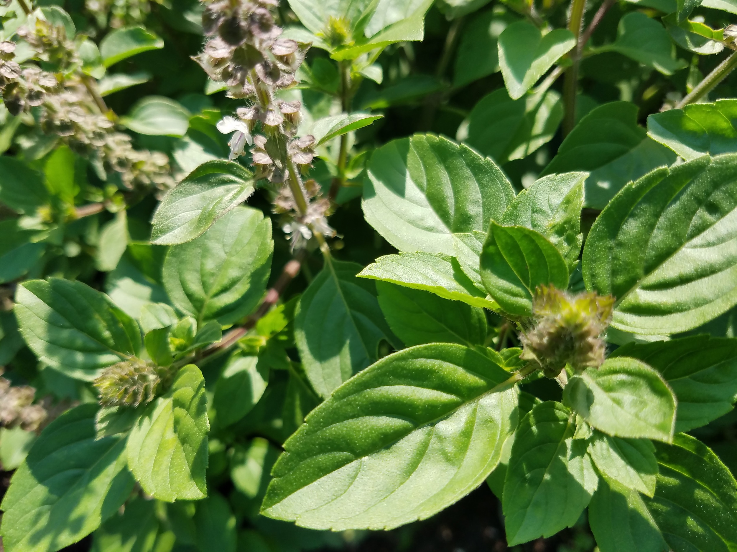 African Blue Basil