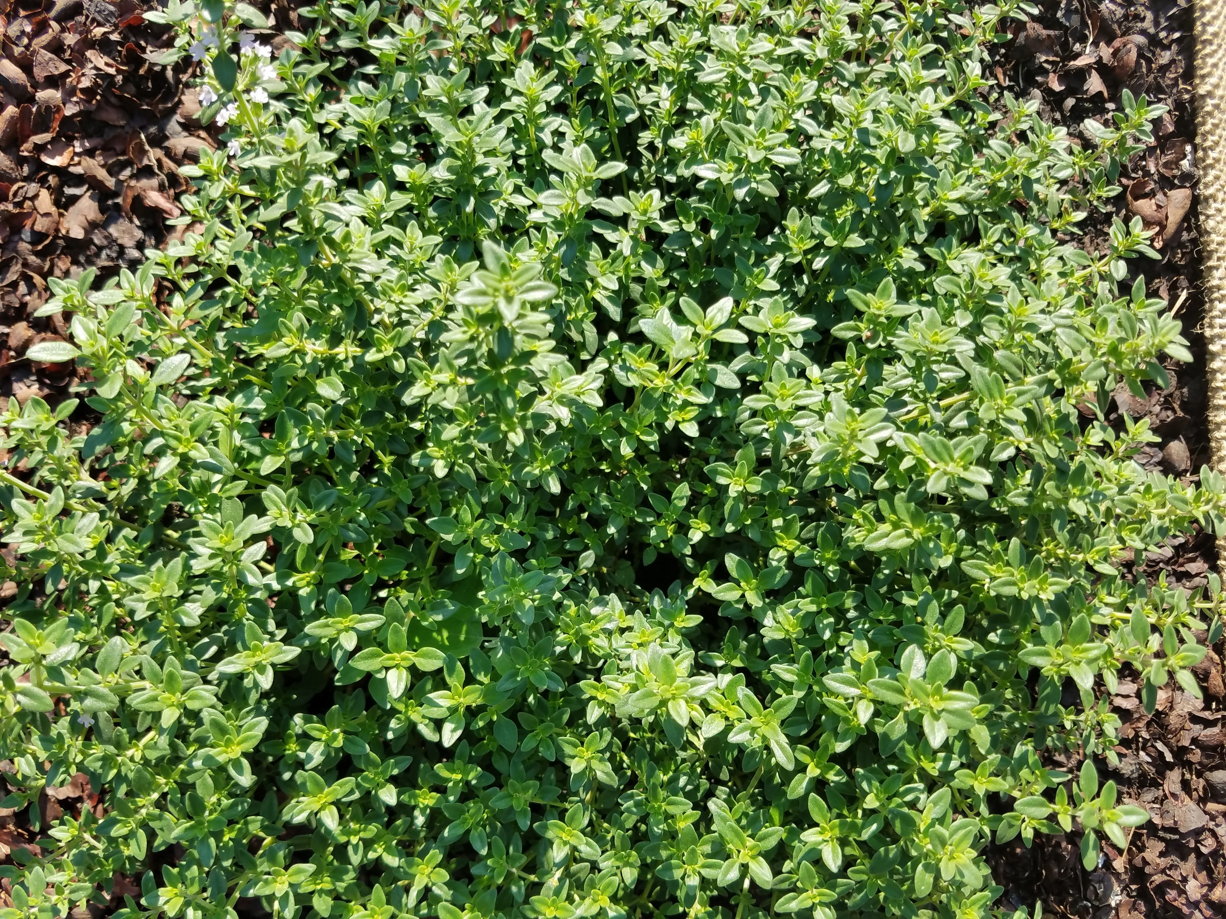 Common Thyme