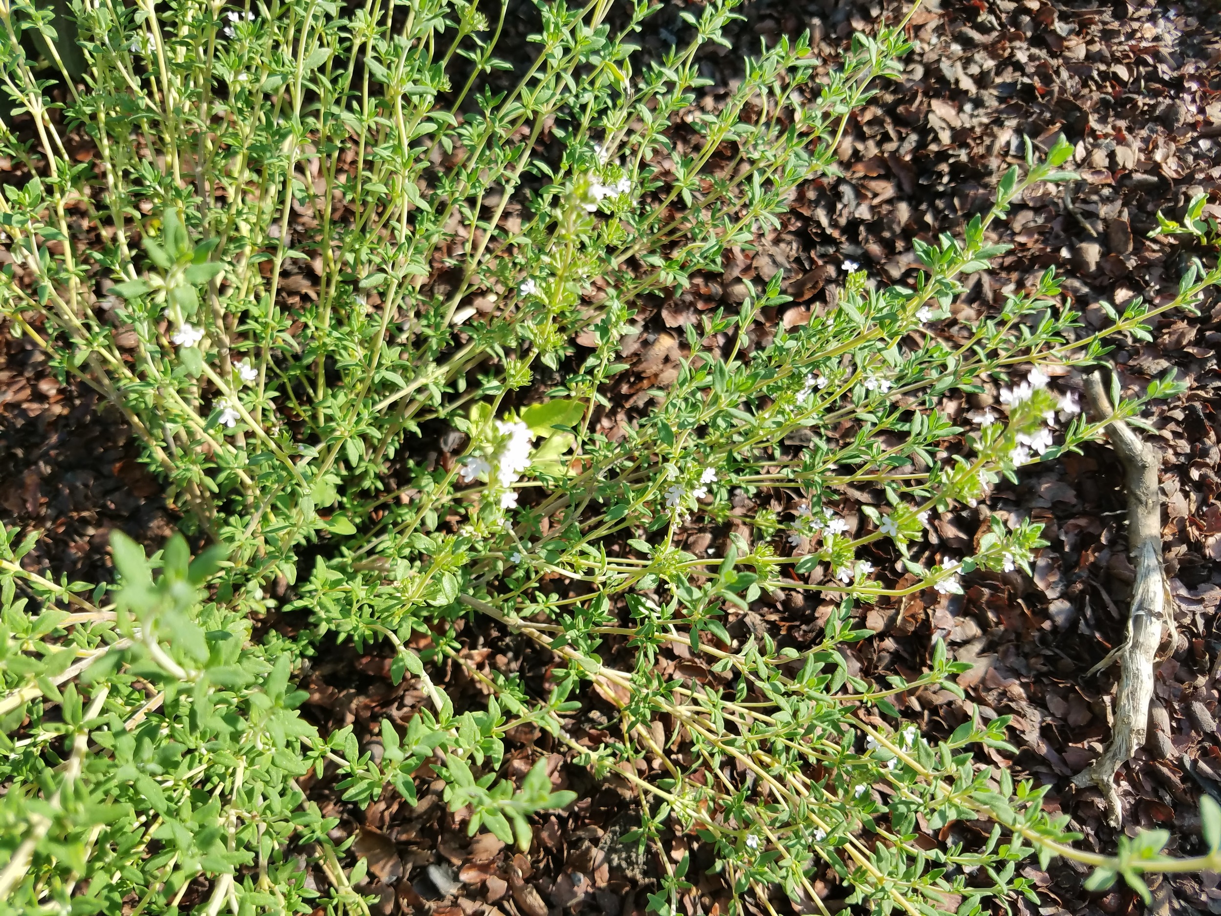English Thyme