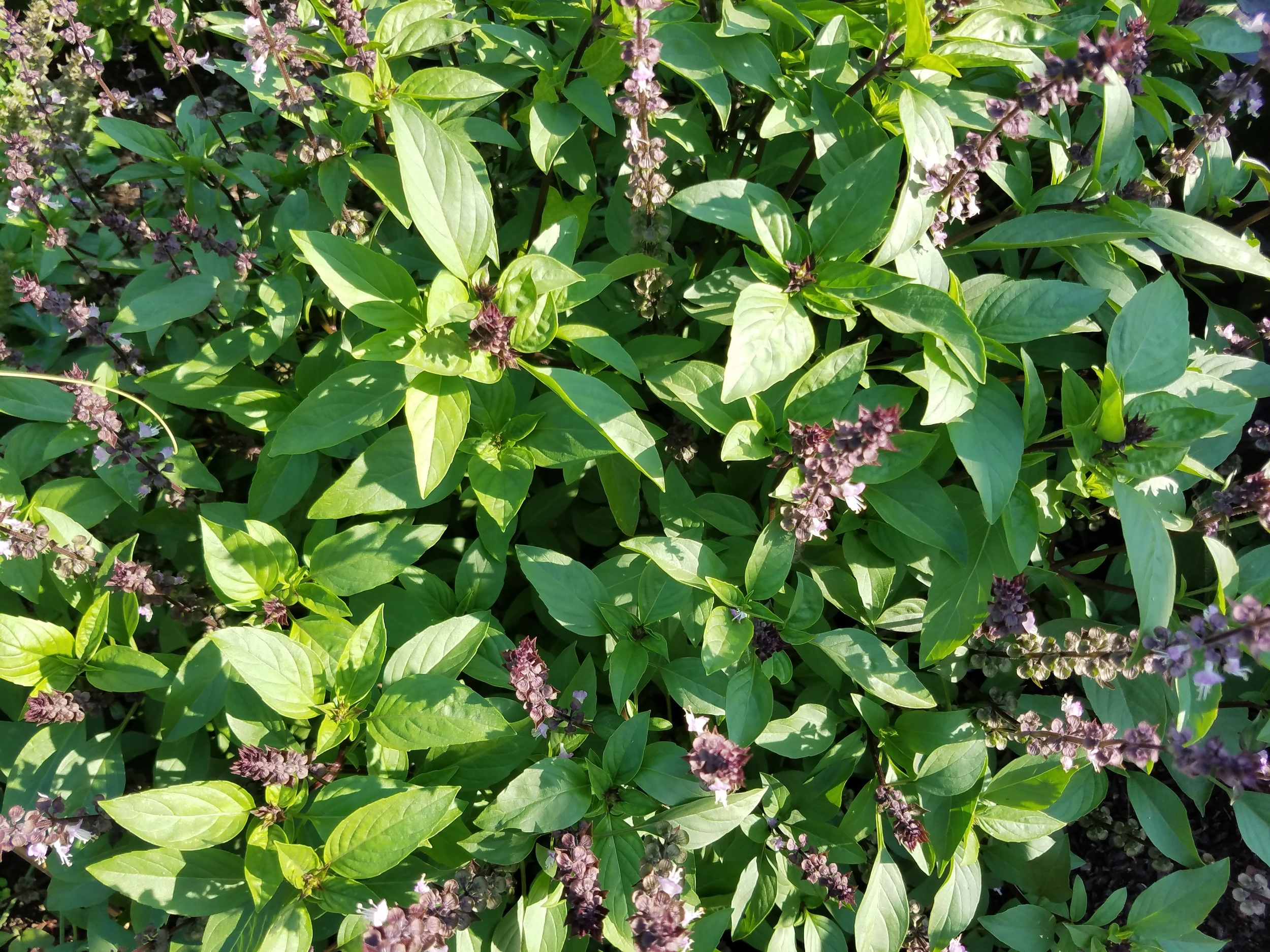 Thai Basil