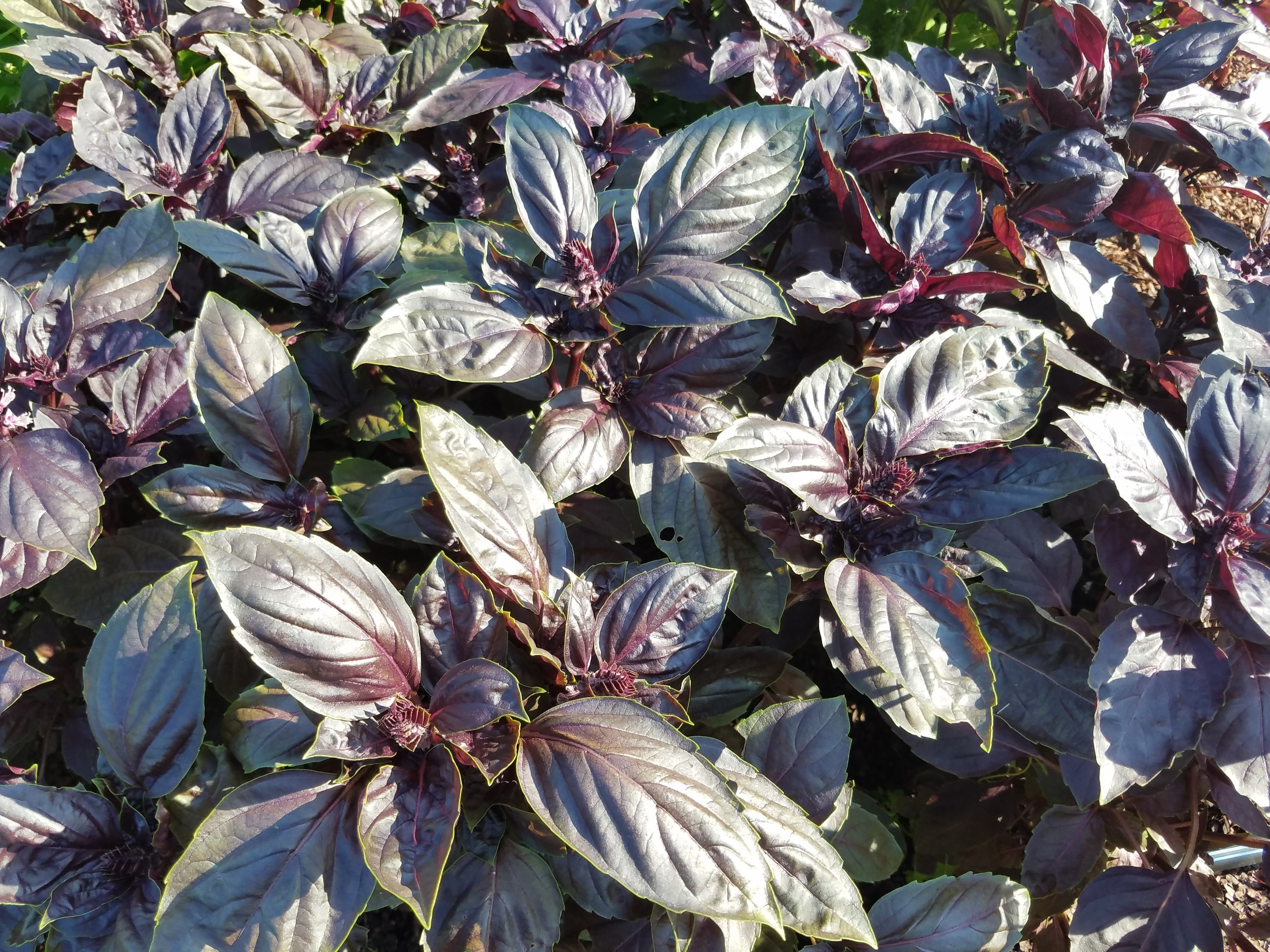 Purple Basil