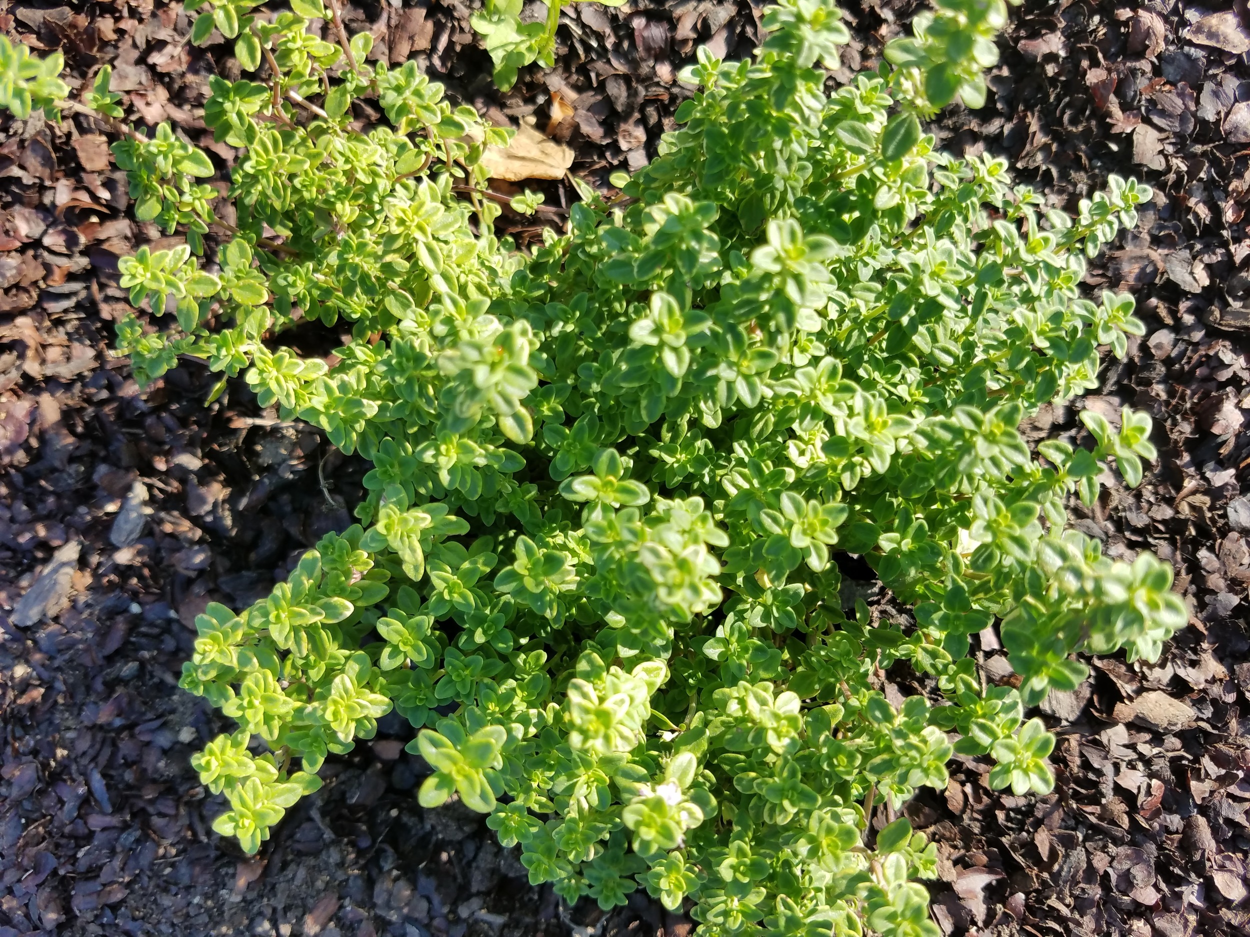 Lemon Variegated Thyme